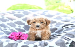 Toy Poodle dogs for sale: Kai - Image 5
