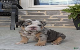 English Bulldog dogs for sale: Lexi - Image 7