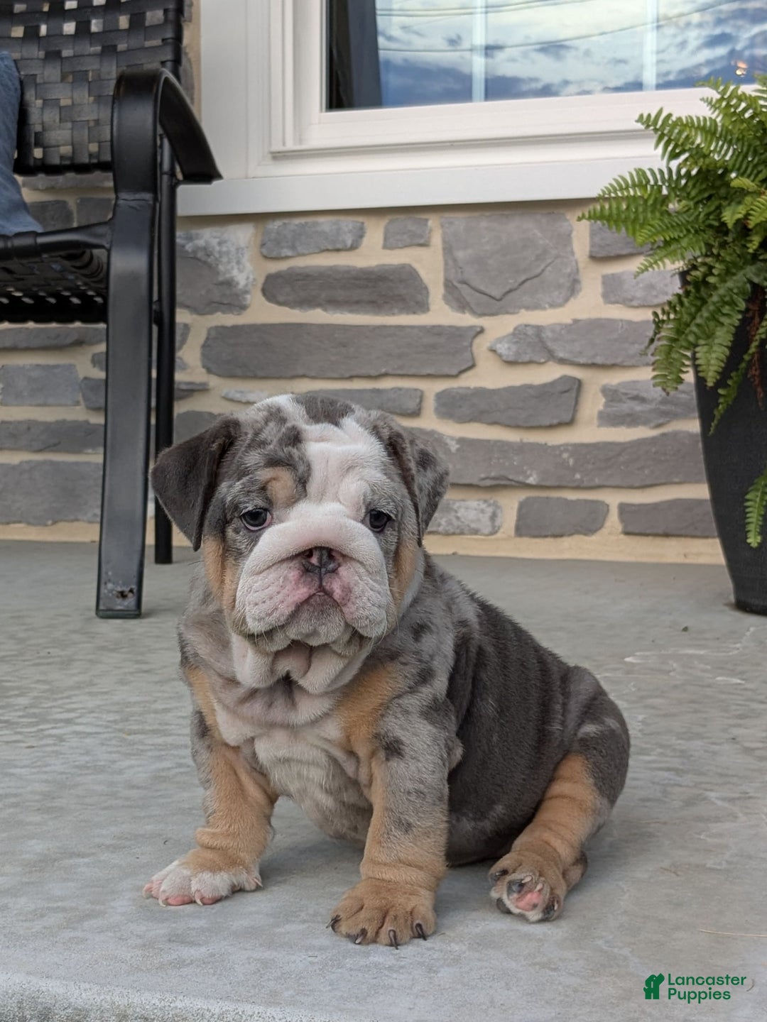English Bulldog dogs for sale: Lexi - Image 7