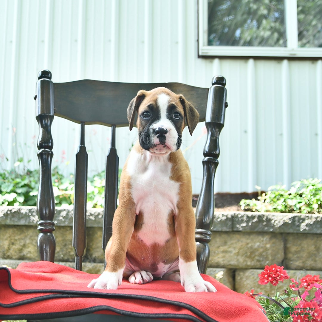 Boxer dogs for sale: Feliz - Image 3