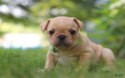 French Bulldog dogs for sale: Ryder - Image 5