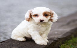 Goldendoodle dogs for sale: Odette - Image 5