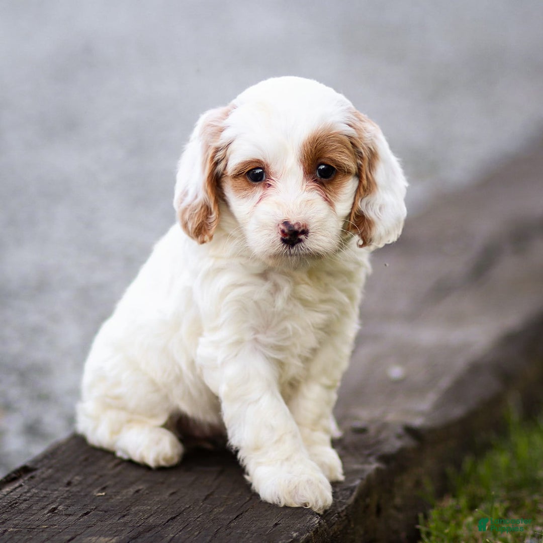 Goldendoodle dogs for sale: Odette - Image 5