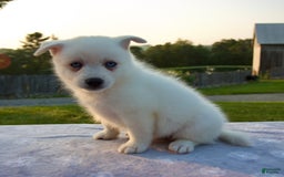 Pomsky dogs for sale: Tucker - Image 5