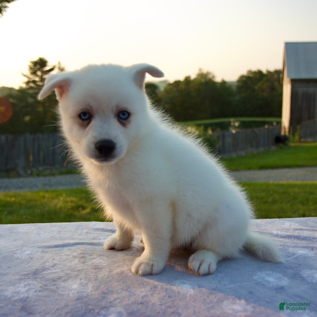Pomsky dogs for sale: Tucker - Image 5