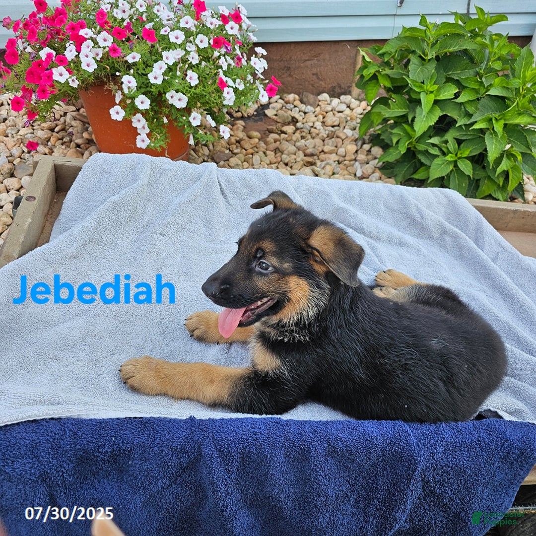 German Shepherd dogs for sale: Jebediah - Image 4