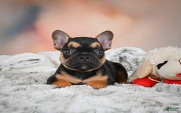 French Bulldog dogs for sale: Max - Image 2