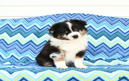 Miniature Australian Shepherd dogs for sale: Cappuccino - Image 2