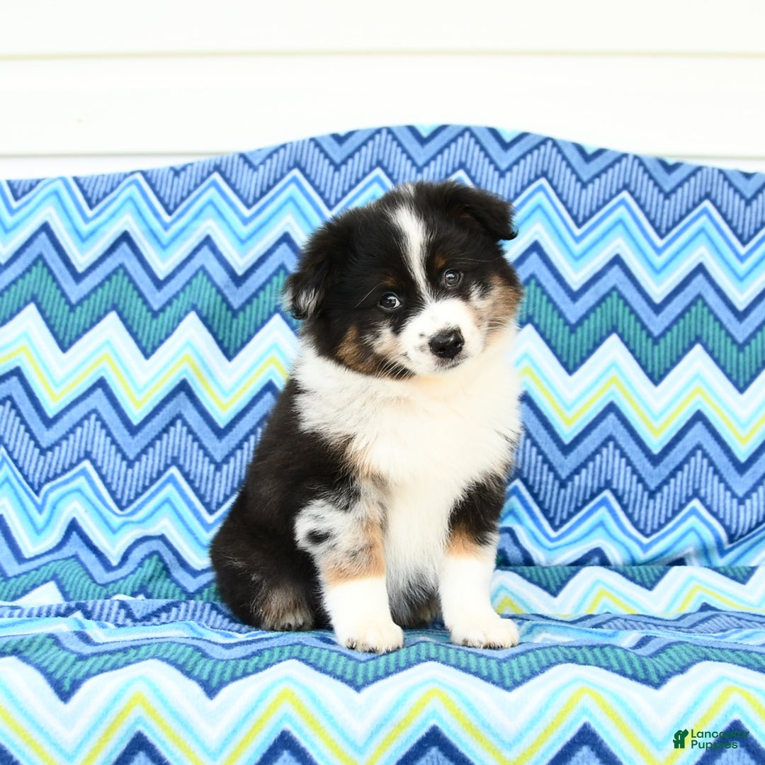 Miniature Australian Shepherd dogs for sale: Cappuccino - Image 2