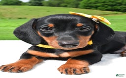 Miniature Dachshund dogs for sale: Harvey - Image 6