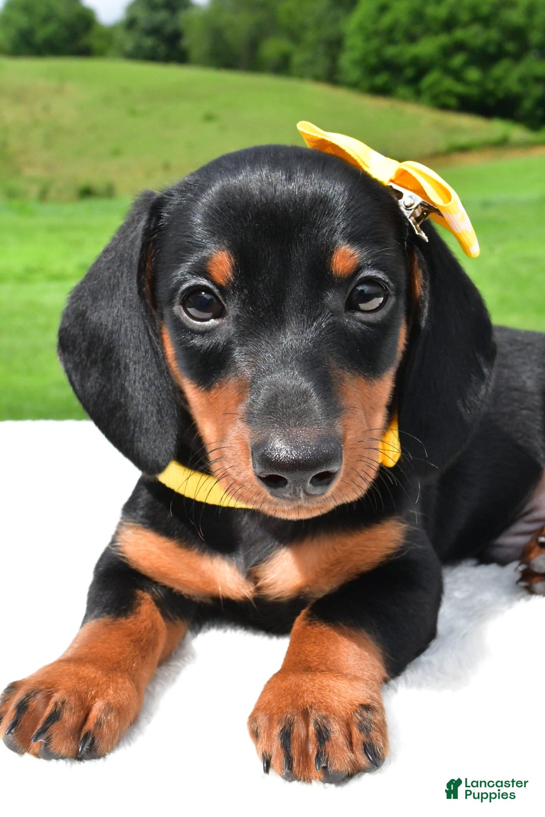 Miniature Dachshund dogs for sale: Harvey - Image 6