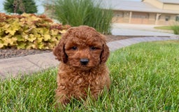 Cavapoo dogs for sale: Charlie - Image 3