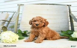 Mini Goldendoodle dogs for sale: Jason - Image 1