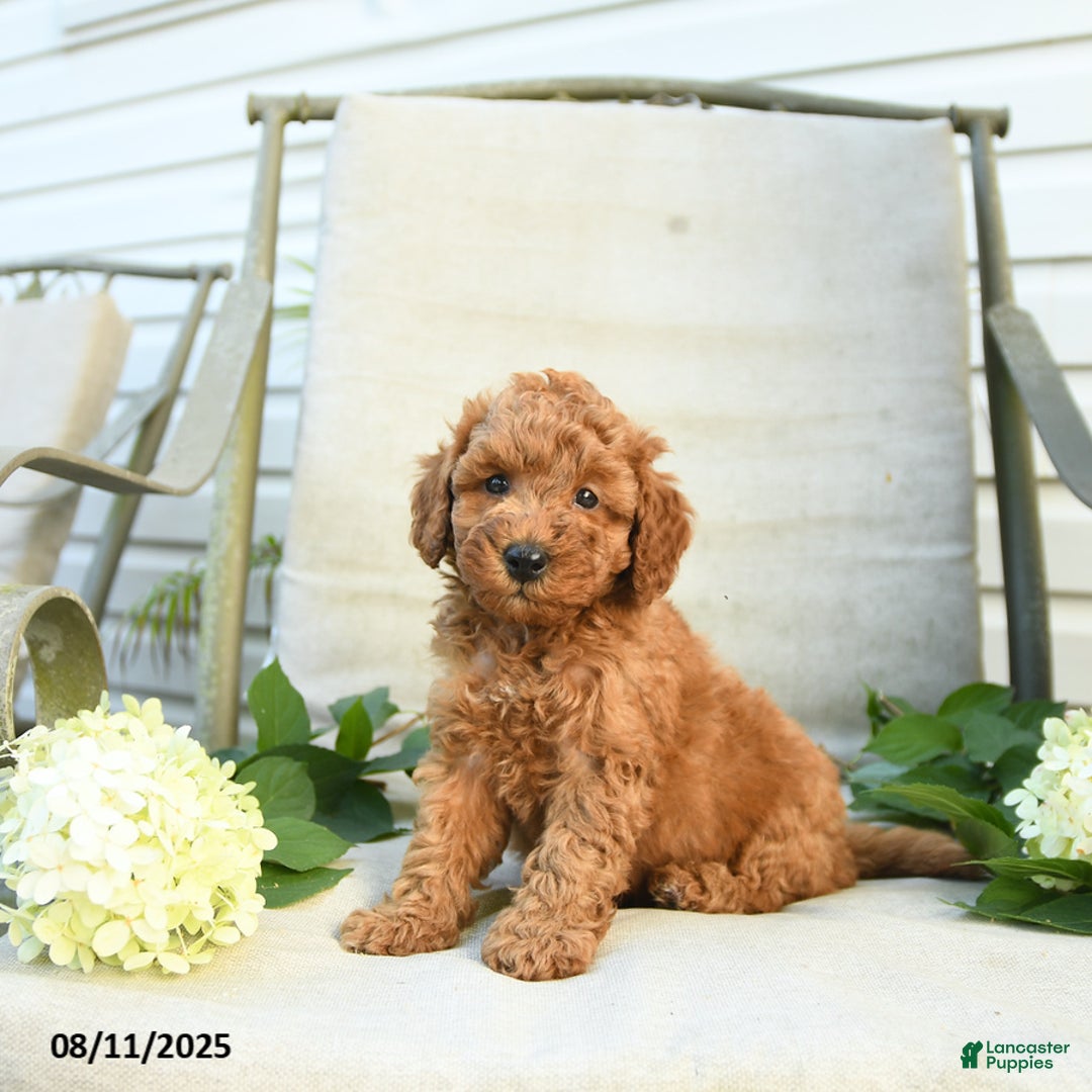Mini Goldendoodle dogs for sale: Jason - Image 1