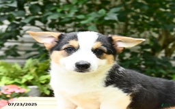 Welsh Corgi Pembroke dogs for sale: Casper - Image 6
