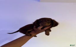 Miniature Dachshund dogs for sale: Brownie - Image 5