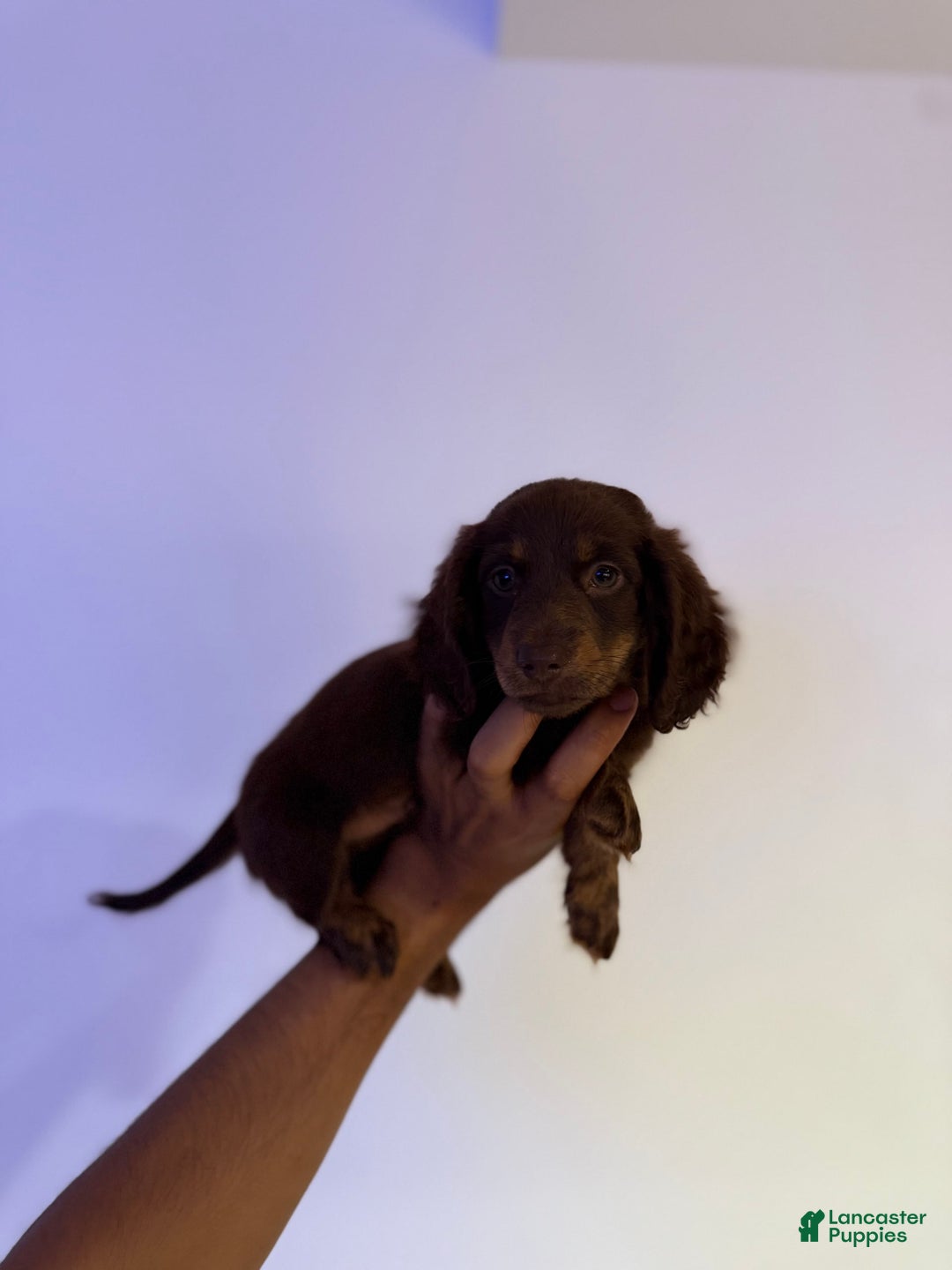 Miniature Dachshund dogs for sale: Brownie - Image 5