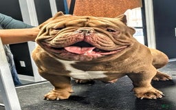 American Bully dogs for sale: Nutella - Image 10