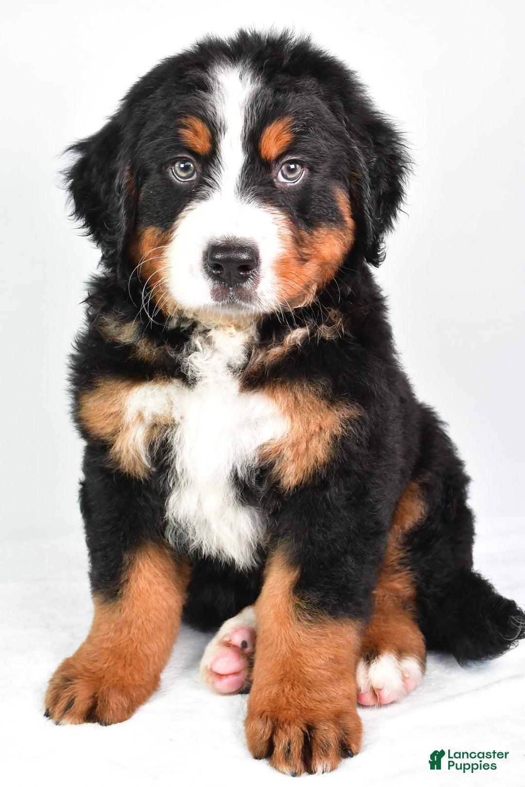 Bernese Mountain Dog dogs for sale: Bernese Mountain Dog 3 puppies - Image 11