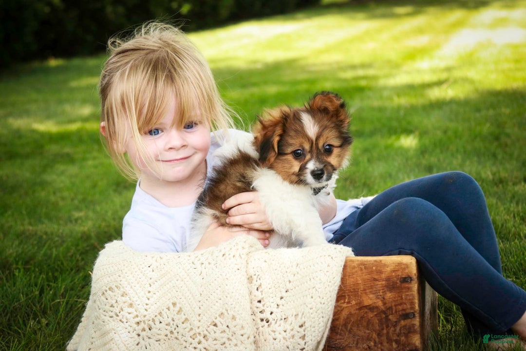 Papillon dogs for sale: Rome - Image 7