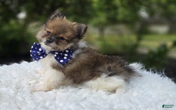 Pomeranian dogs for sale: Pomeranian 3 puppies - Image 12