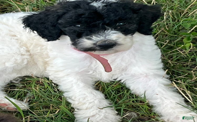 Standard Poodle dogs for sale - Ad 5
