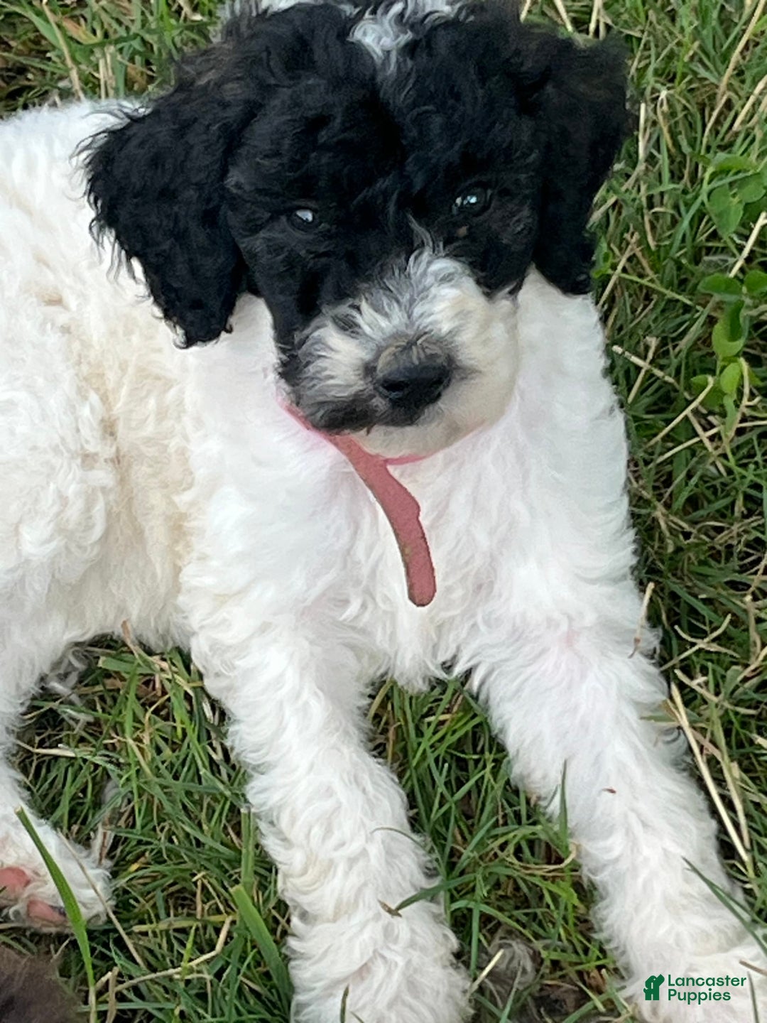 Standard Poodle dogs for sale: Pistachio - Image 1