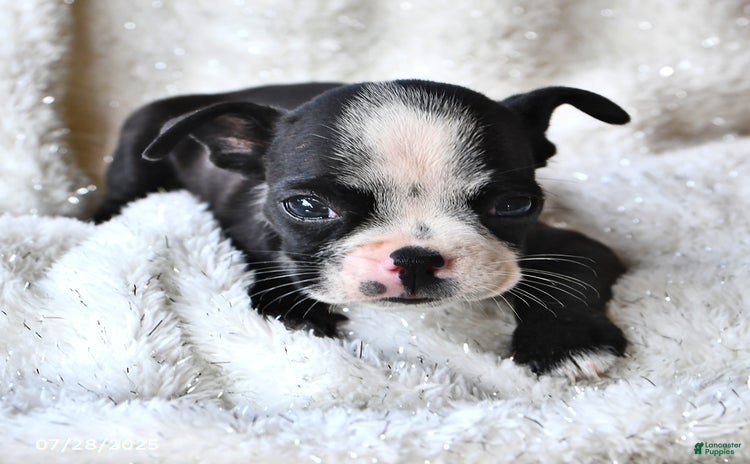 Boston Terrier dogs for sale - Ad 3