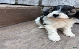 Teddy Bear dogs for sale: Evan - Image 9