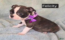 Boston Terrier dogs for sale: Felicity - Image 5