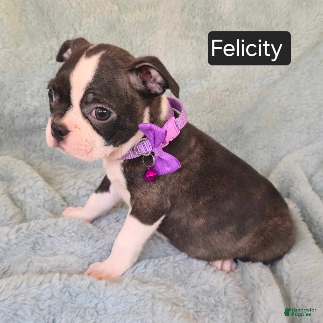 Boston Terrier dogs for sale: Felicity - Image 5