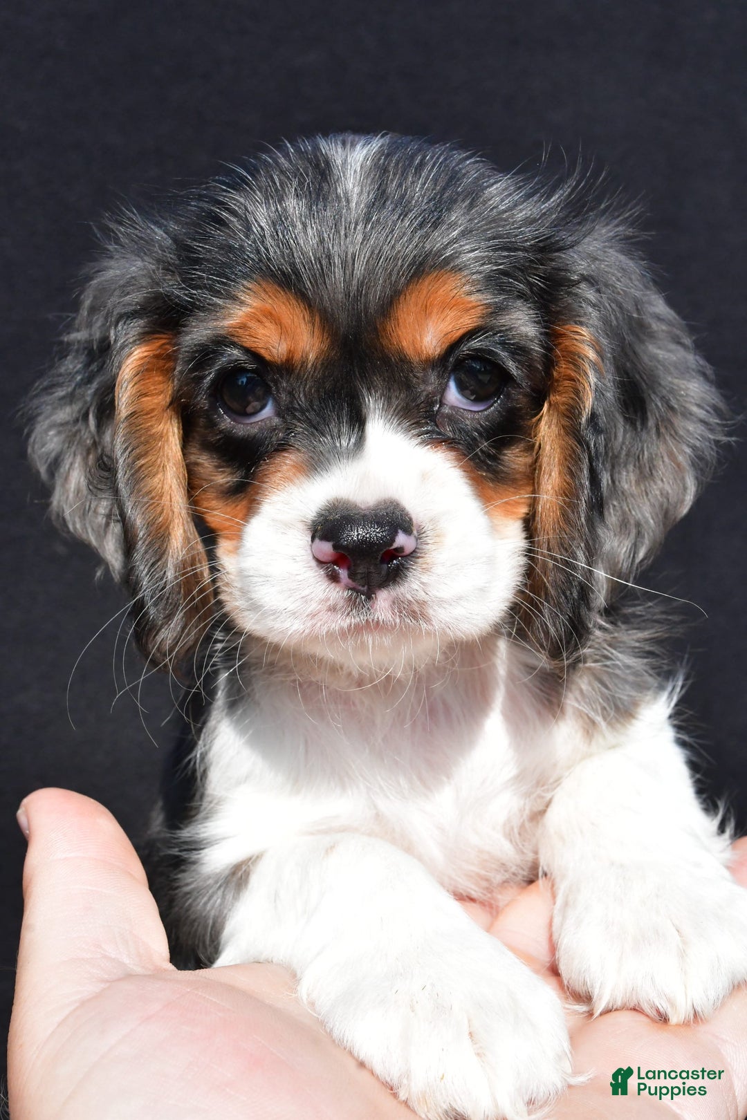 Cockalier dogs for sale: Violet - Image 2