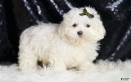 Maltipoo dogs for sale: Maltipoo 3 puppies - Image 9