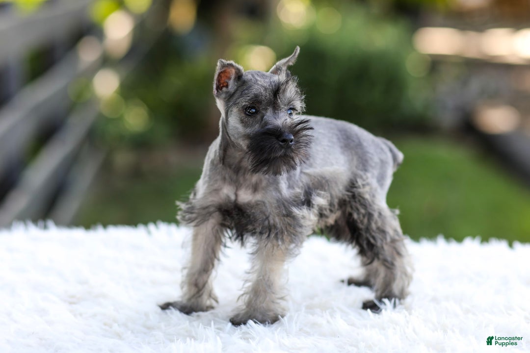 Miniature Schnauzer dogs for sale: Baxter - Image 5