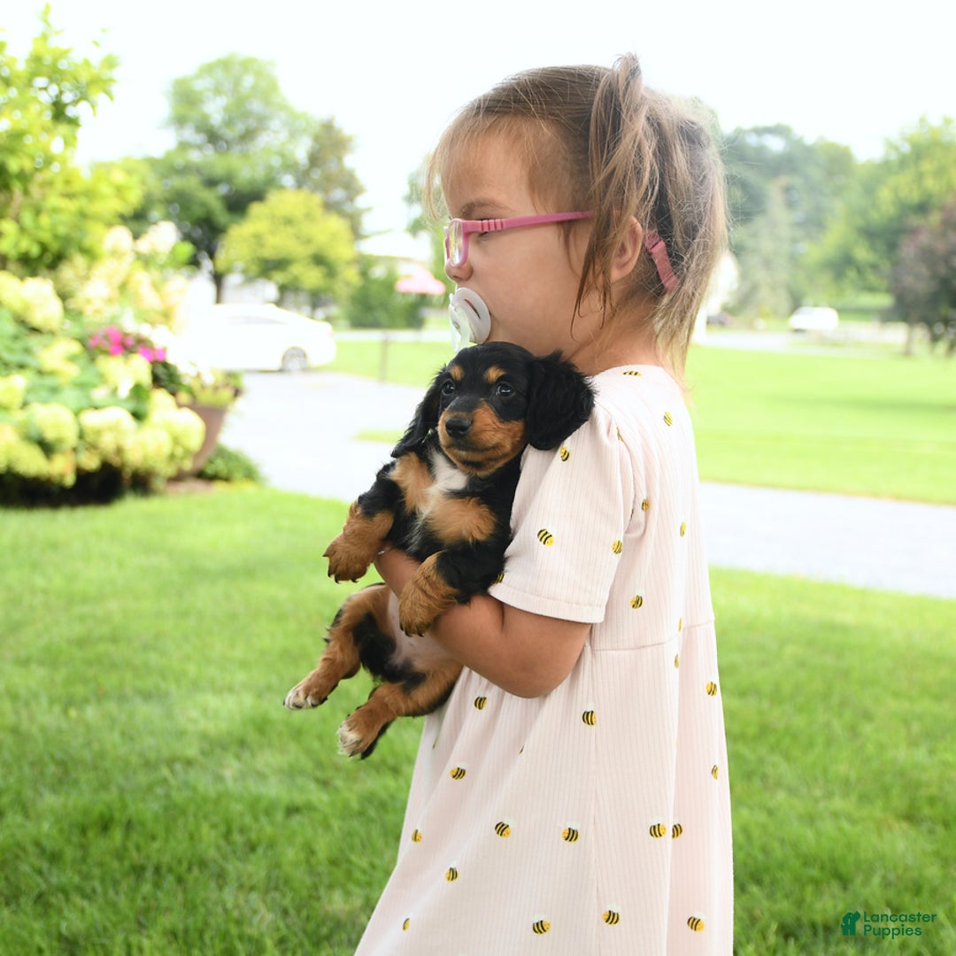 Miniature Dachshund dogs for sale: Belle - Image 1