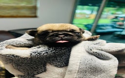 Pug dogs for sale: Silver Fawn Luna - Image 5