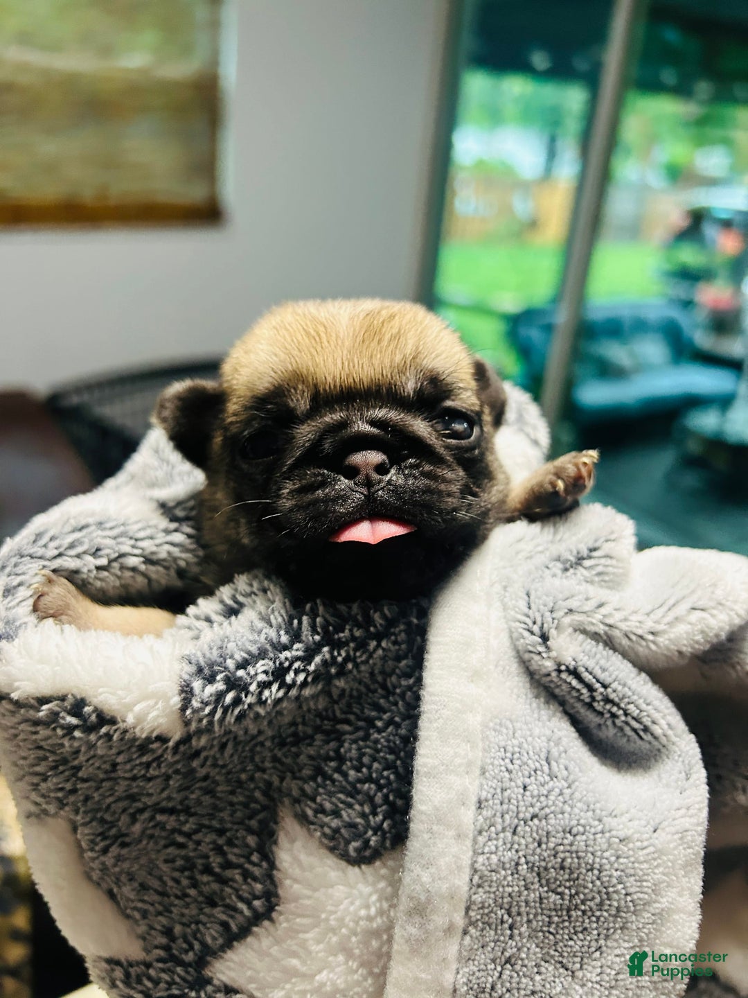 Pug dogs for sale: Silver Fawn Luna - Image 5