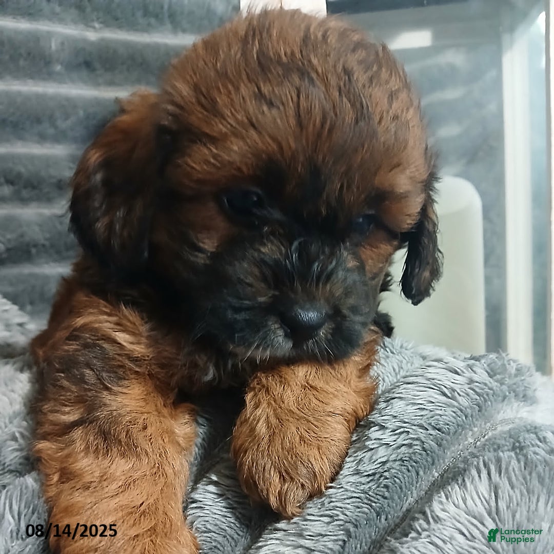 Shihpoo dogs for sale: Parker - Image 5