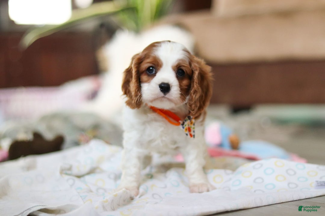 Cavalier King Charles Spaniel dogs for sale: Shiloh - Image 5