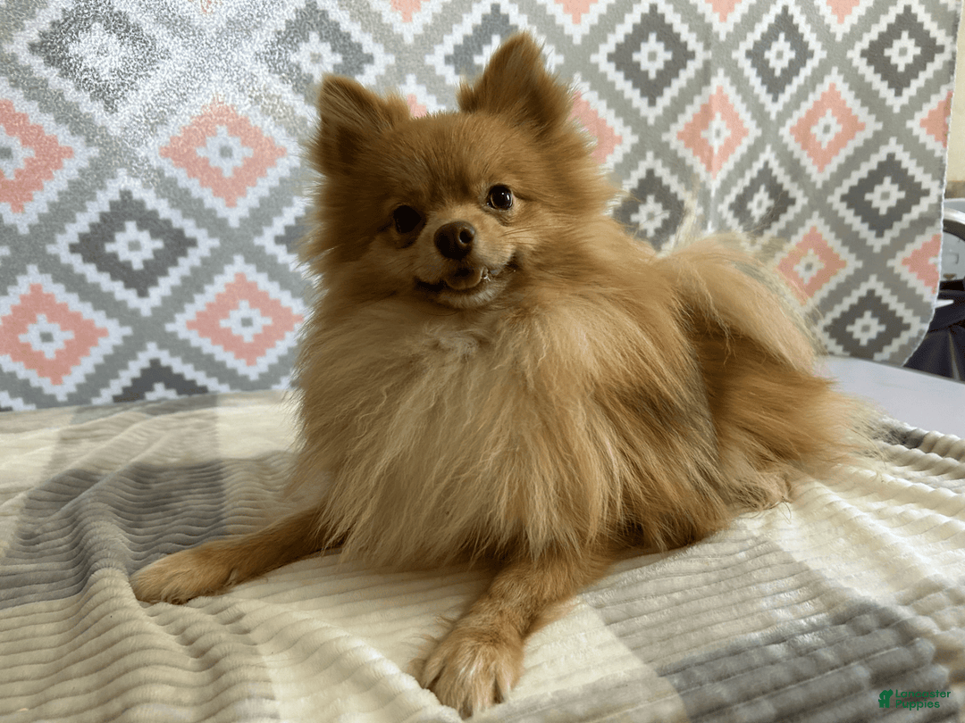 Pomeranian dogs for sale: Bouncer - Image 3