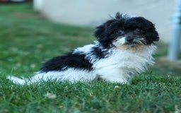 Bichpoo dogs for sale: Barney - Image 1