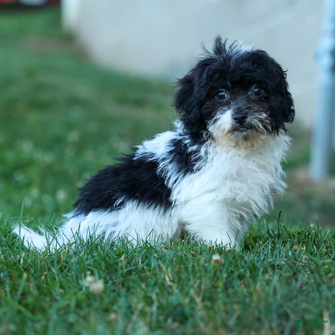 Bichpoo dogs for sale: Barney - Image 1