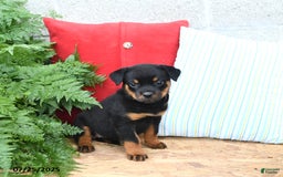 Rottweiler dogs for sale: Roxanne - Image 1