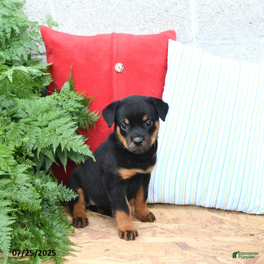Rottweiler dogs for sale: Roxanne - Image 1