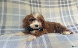 Cavapoo dogs for sale: Spike - Image 4