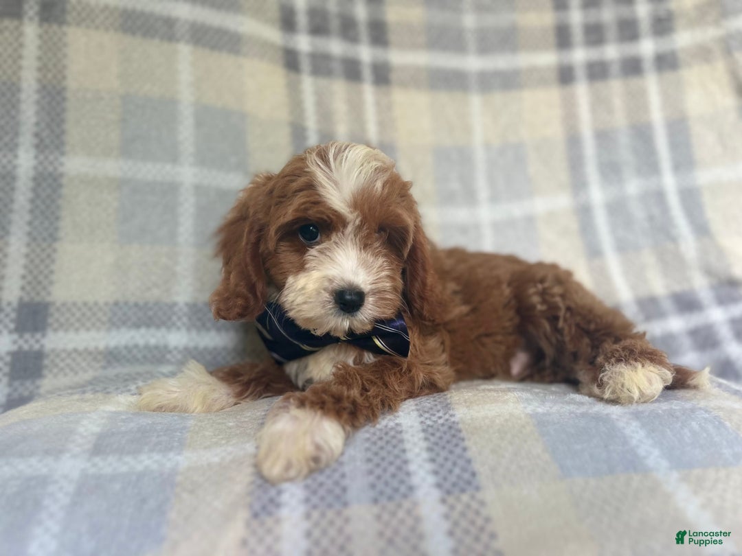 Cavapoo dogs for sale: Spike - Image 4