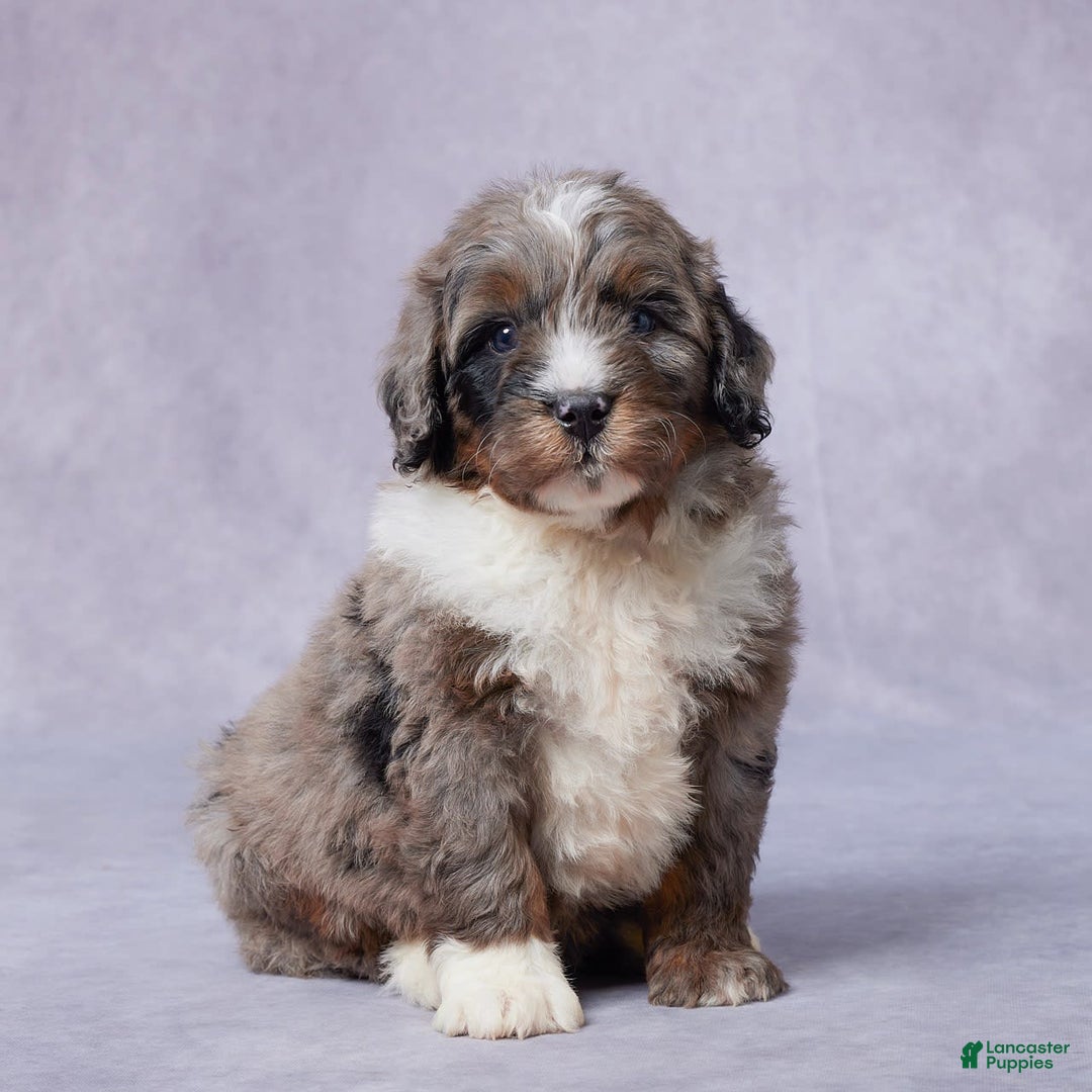 Mini Bernedoodle dogs for sale: Jace - Image 1