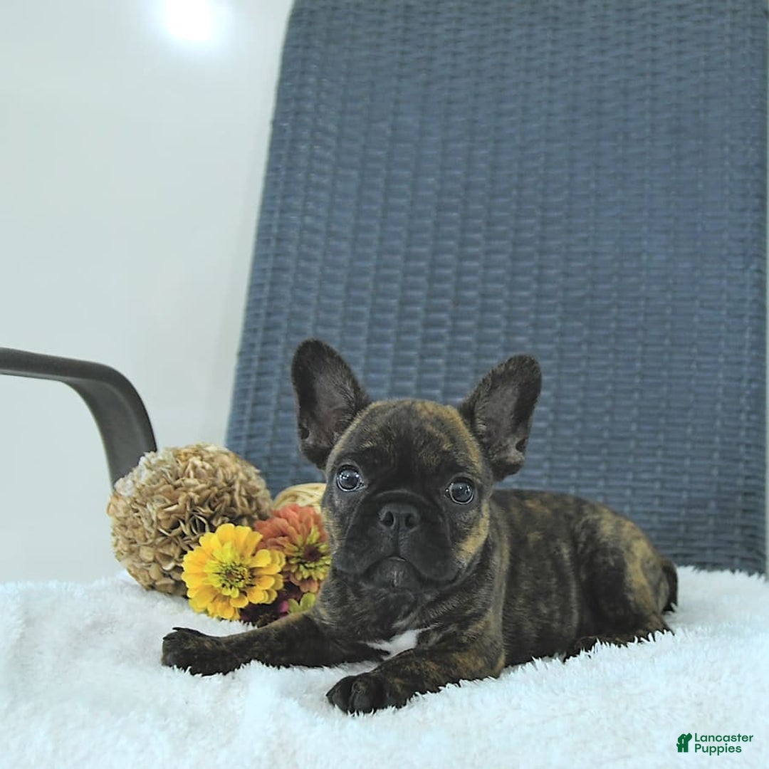Frenchton dogs for sale: Zeke - Image 2
