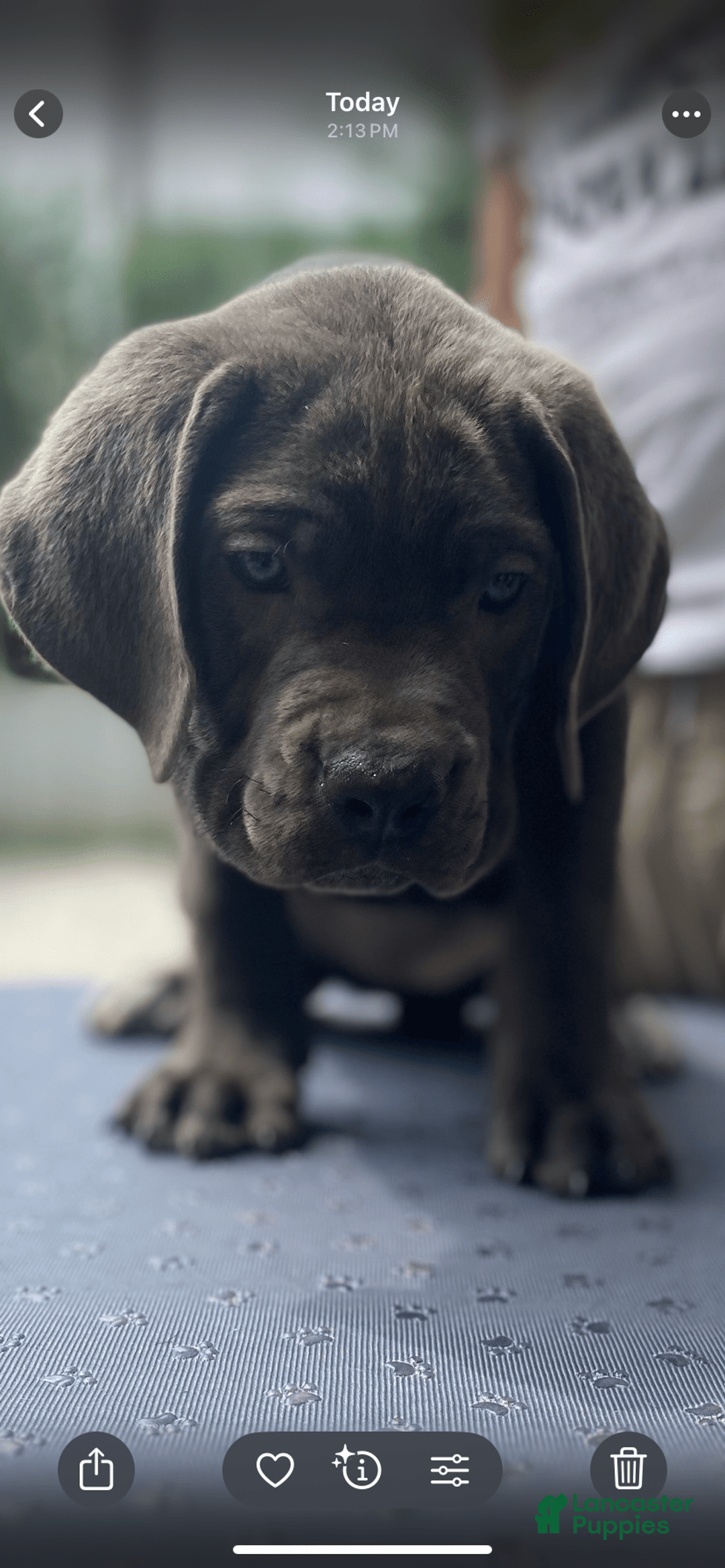 Cane Corso dogs for sale: N/a - Image 4