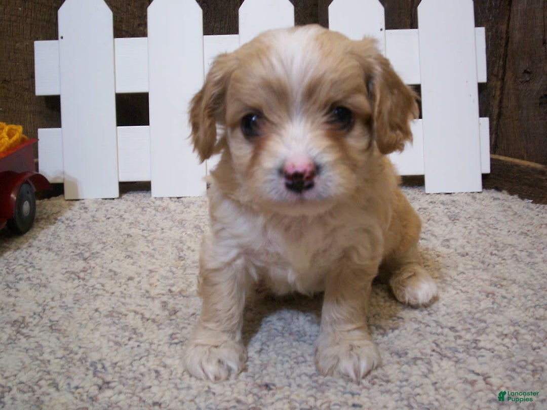 Cavachon dogs for sale: Piper - Image 10